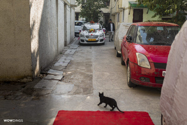 Black cat crossing the path and welcoming groom at a muslim wedding in delhi
