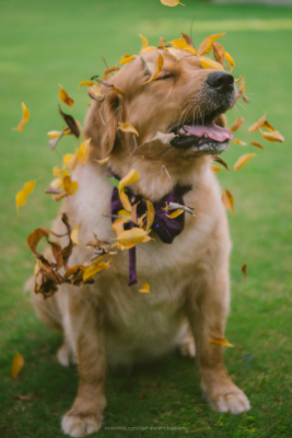 golden retriever dog portrait shoot