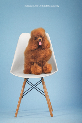 Toy Poodle Dog breed delhi pet photography