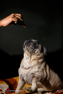 Delhi Pet photography