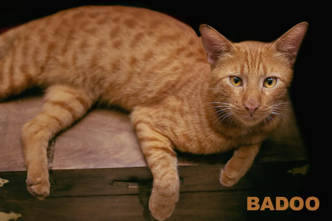 Delhi Pet Photography 9 118395515 10215846995962286 7838919702875051437 n