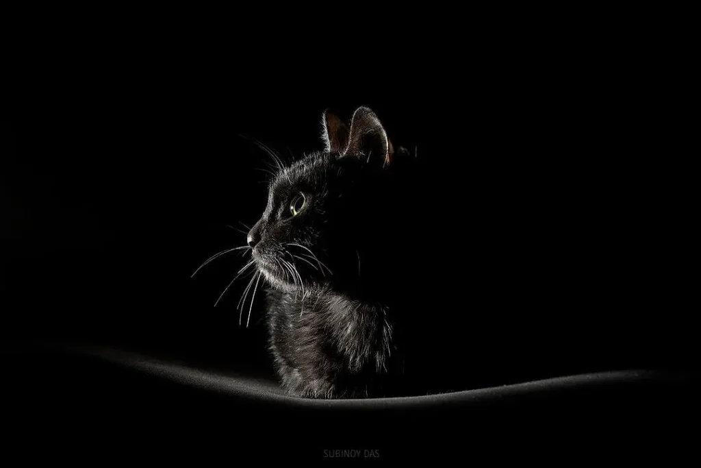 Delhi Pet Photography 16 Black cat indoor shoot