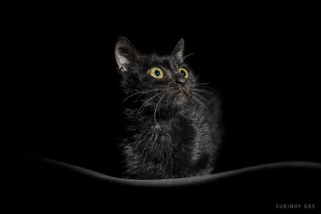 Delhi Pet Photography 23 Black cat indoor shoot