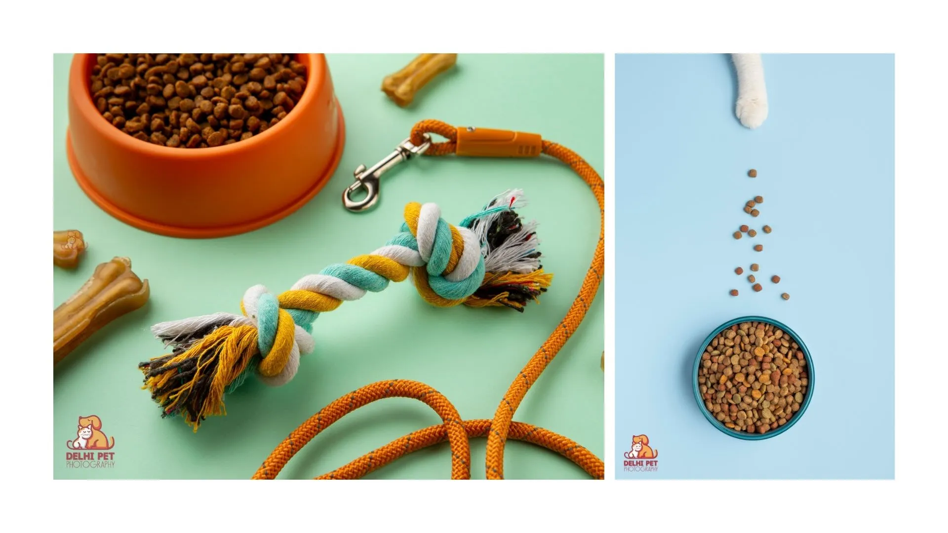 Delhi Pet Photography 34 2