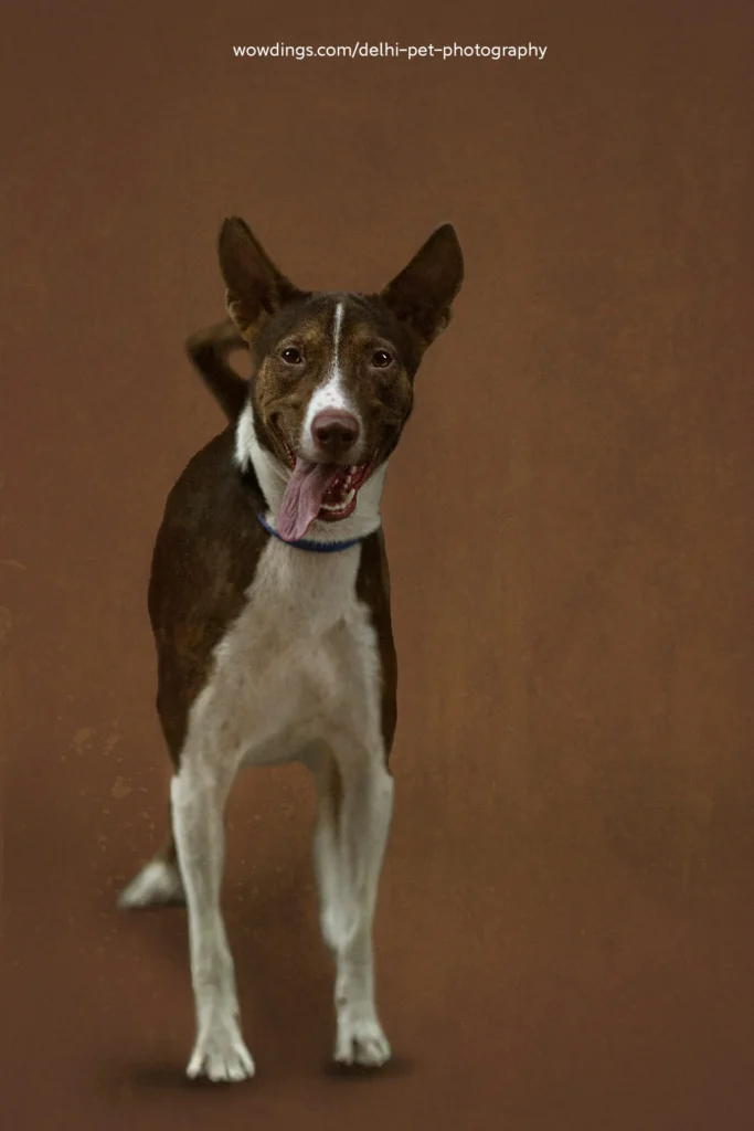 Delhi Pet Photography 11 Studio pet photography in Delhi