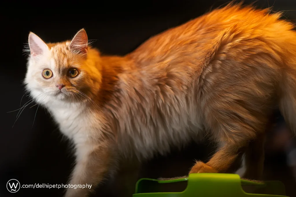 Delhi Pet Photography 1 Studio pet photography in Delhi