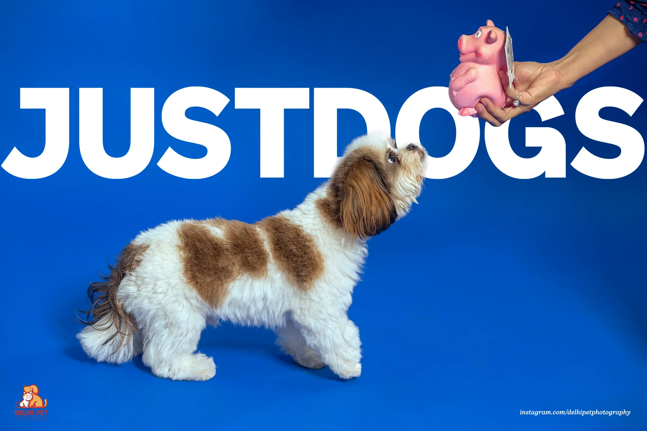 Delhi Pet Photography 25 DAS0296 copy