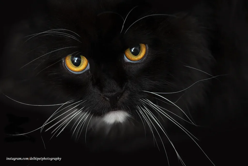 Delhi Pet Photography 12 Studio pet photography in Delhi