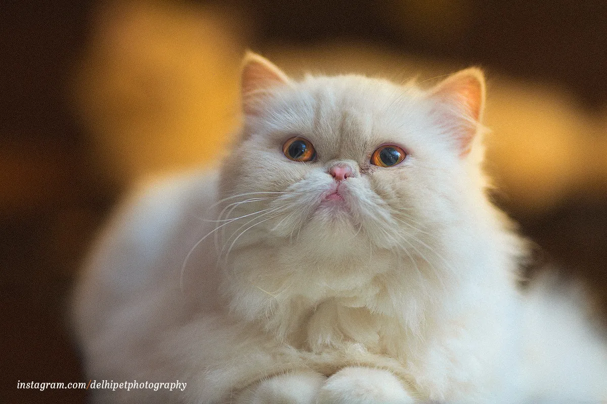 Delhi Pet Photography 8 DAS5100 copy