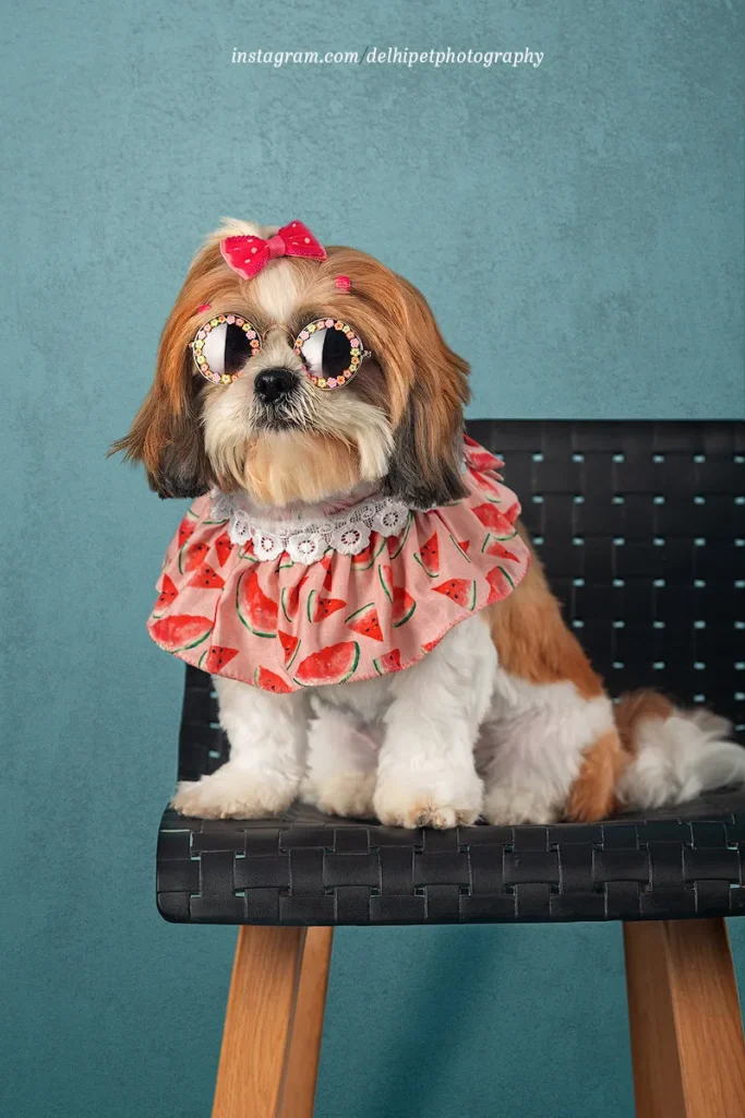 Delhi Pet Photography 21 Studio pet photography in Delhi