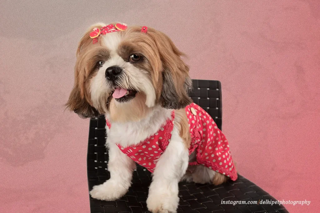 Delhi Pet Photography 13 DAS5787 copy