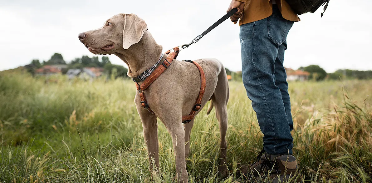 Delhi Pet Photography 5 Weimaraner at the mountain 1