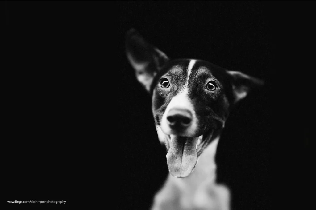 Delhi Pet Photography 17 Studio pet photography in Delhi