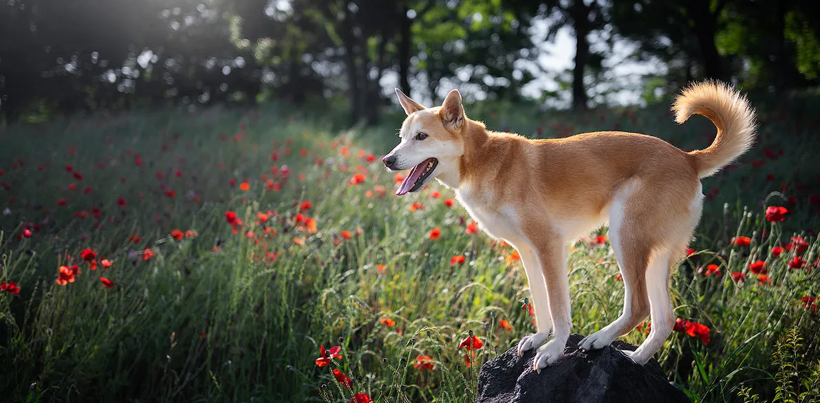Delhi Pet Photography 3 indie dog at the mountain
