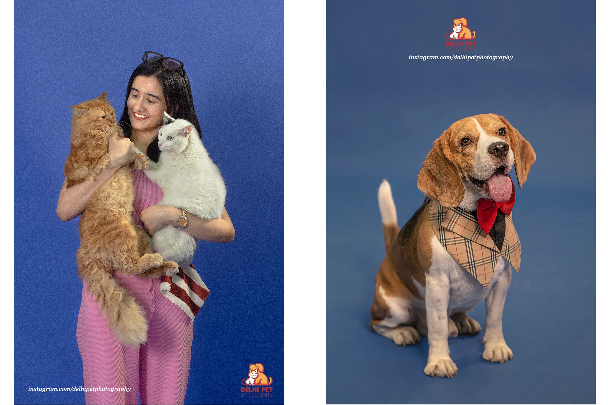 Delhi Pet Photography 27 justdog campaign shoot5