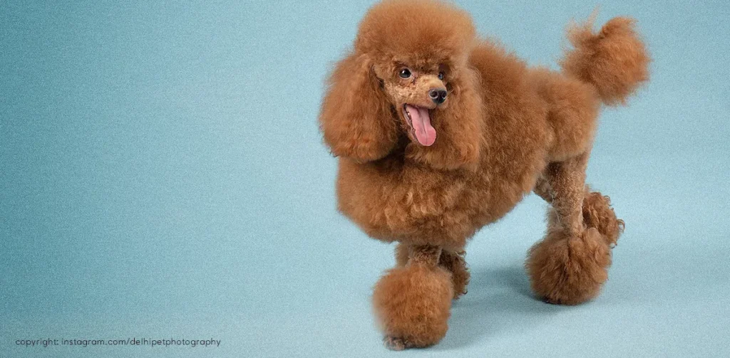 Delhi Pet Photography 15 Studio pet photography in Delhi