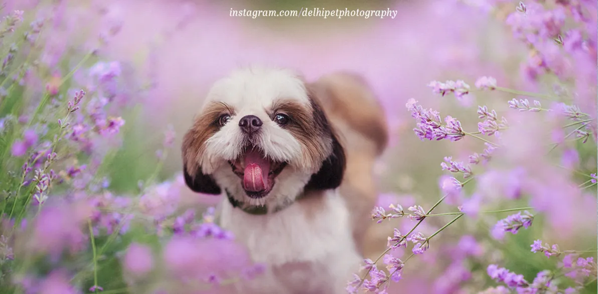 Delhi Pet Photography 6 sh